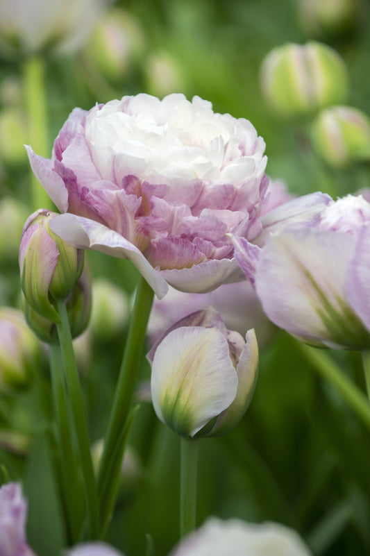 Tulip Double Late 'Double Surprise'