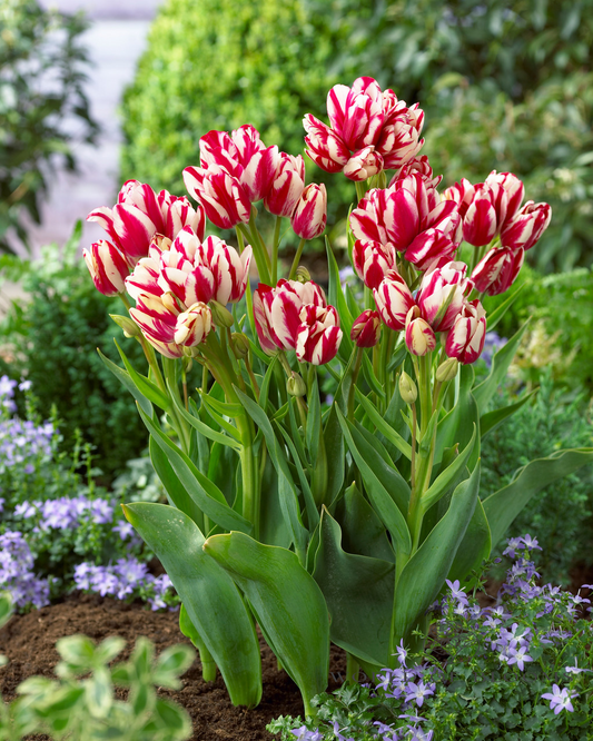 Tulip Bunch Flower 'Flaming Club'