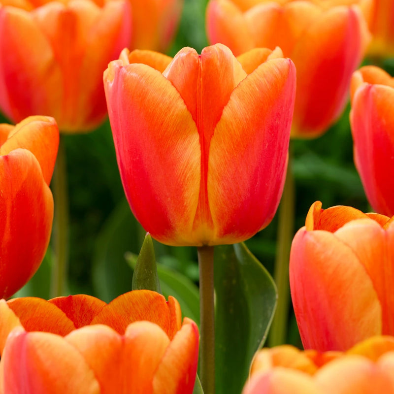 Tulip Oxford's Elite