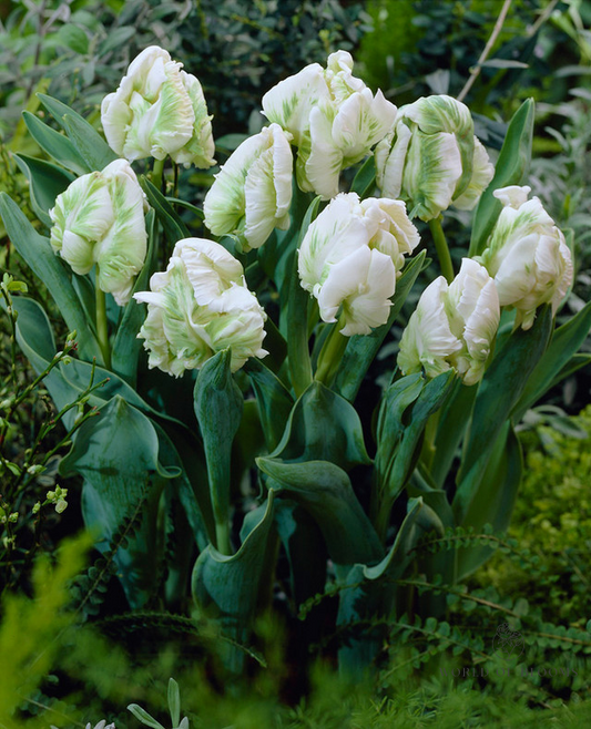 Tulip 'Super Parrot'
