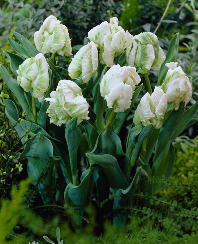 Tulip 'Super Parrot'