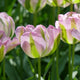 Tulip Double Late 'Greenland'