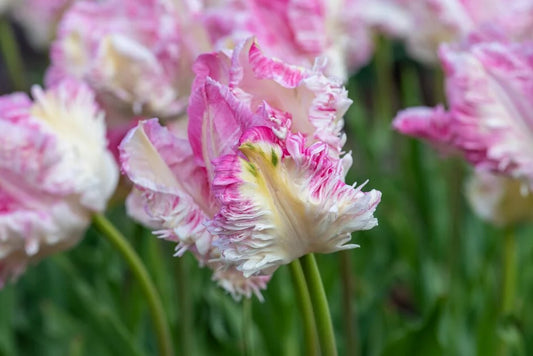 Tulip Parrot 'Cabanna'