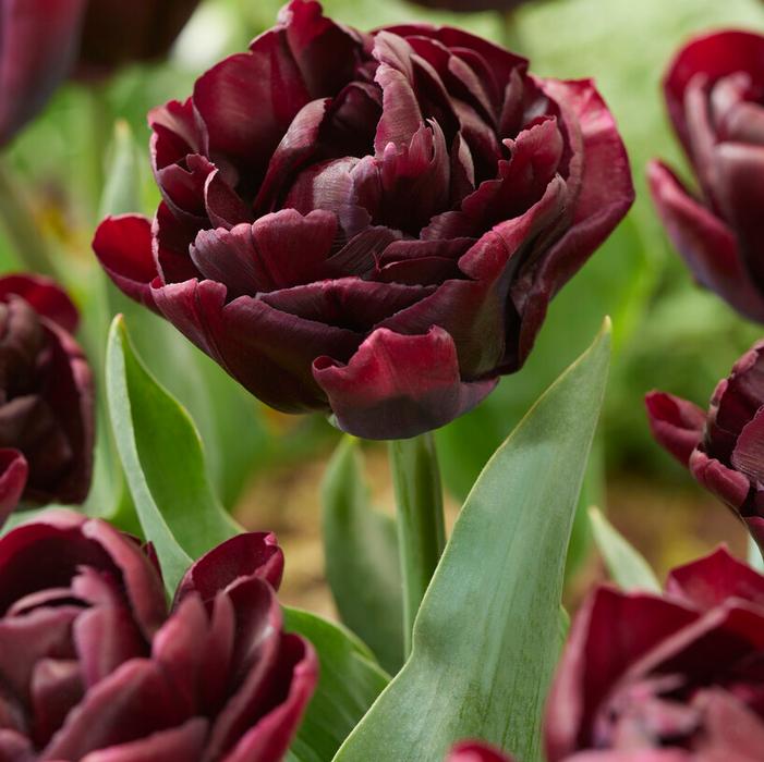 Tulip Double Late 'Canyon'