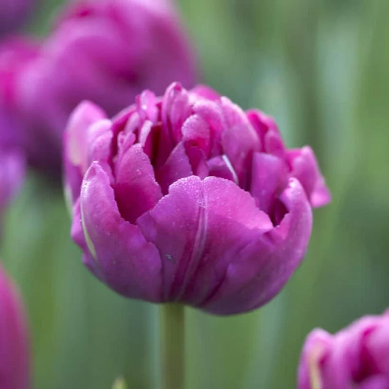 Tulip 'Royal Acres'