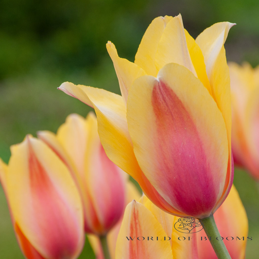 Tulip 'Blushing Lady'