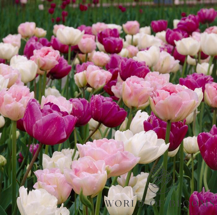 Tulip Double 'Romantic Mix'