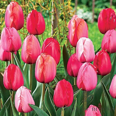 Tulip 'Red Impression' and 'Pink Impression' Mix