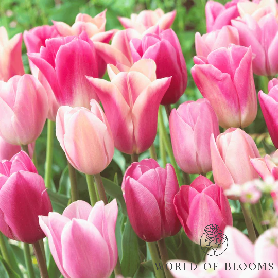 Tulip 'All Season Pink Mix'