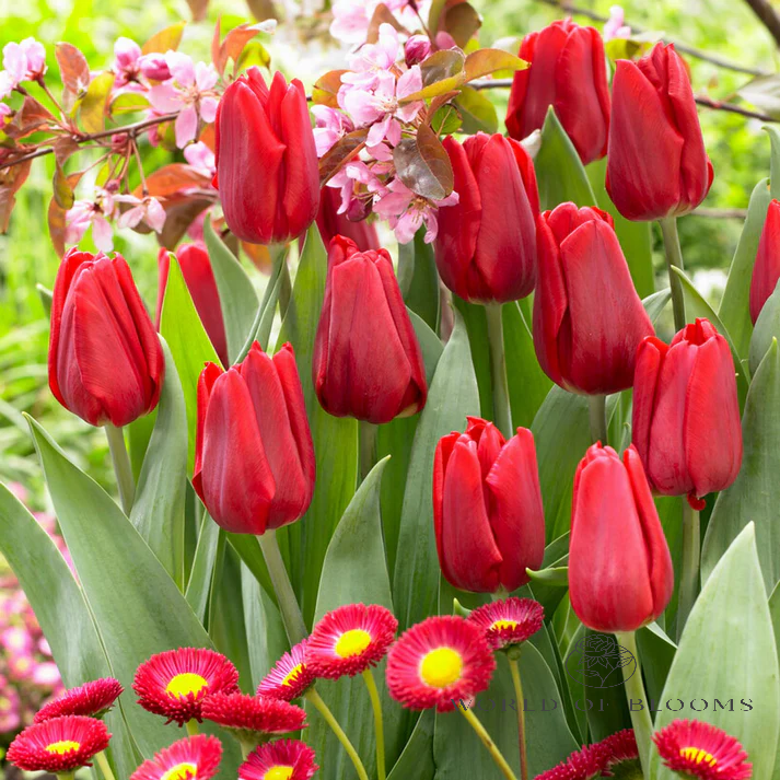 Tulip 'Ruby Prince'