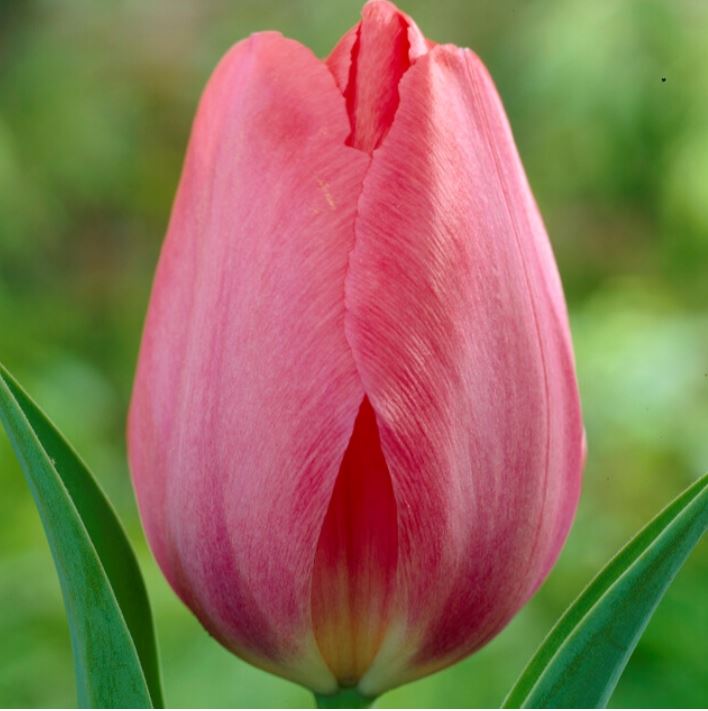 Tulip 'Van Eijk'