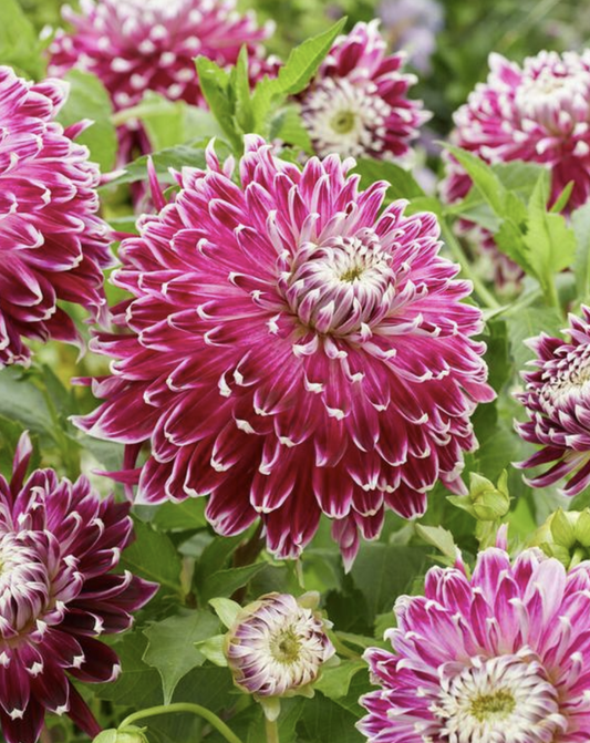 Dahlia Dinnerplate 'Vancouver'