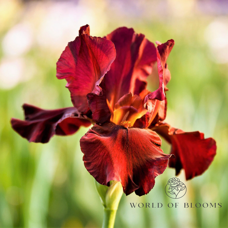 ‘War Chief’ Bearded Iris