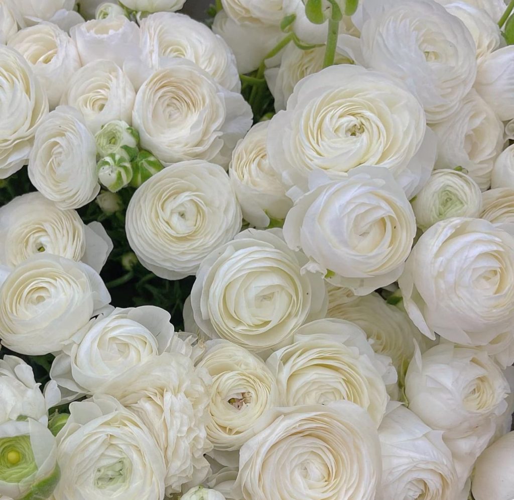 Ranunculus Tecolote® 'White'