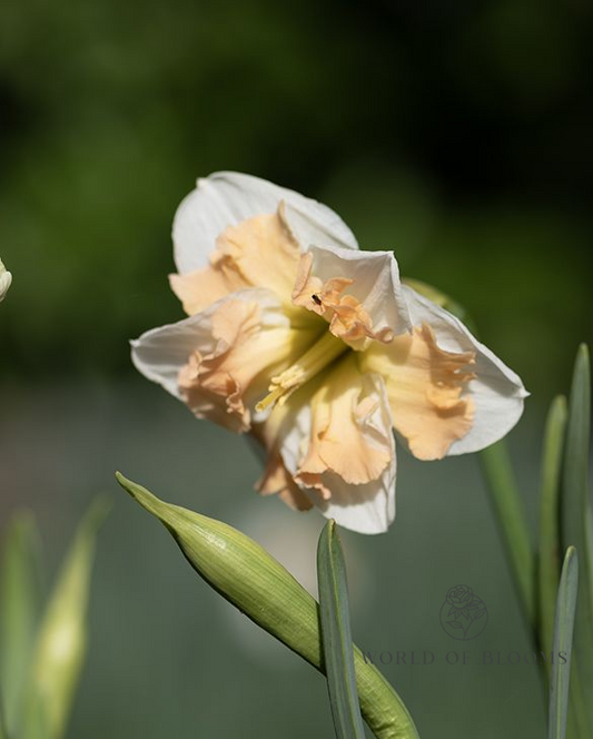 Daffodil Double 'Cum Laude'