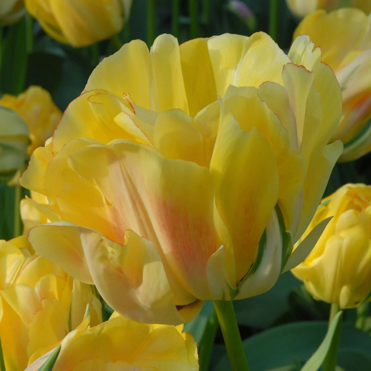 Tulip Double Late 'Akebono'