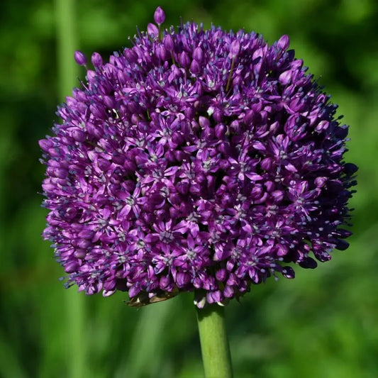 Giant 'Ambassador' Allium