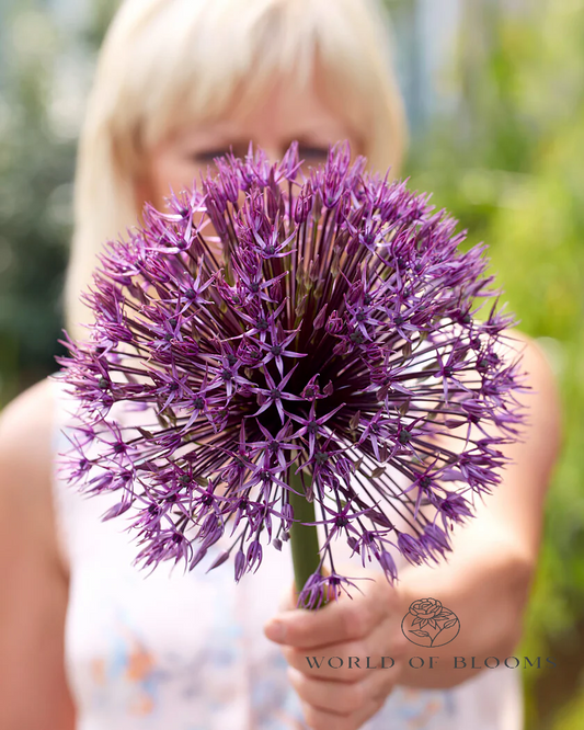 Giant 'Universe' Allium