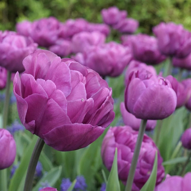 Tulip Double 'Backpacker'