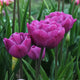 Tulip Double 'Backpacker'