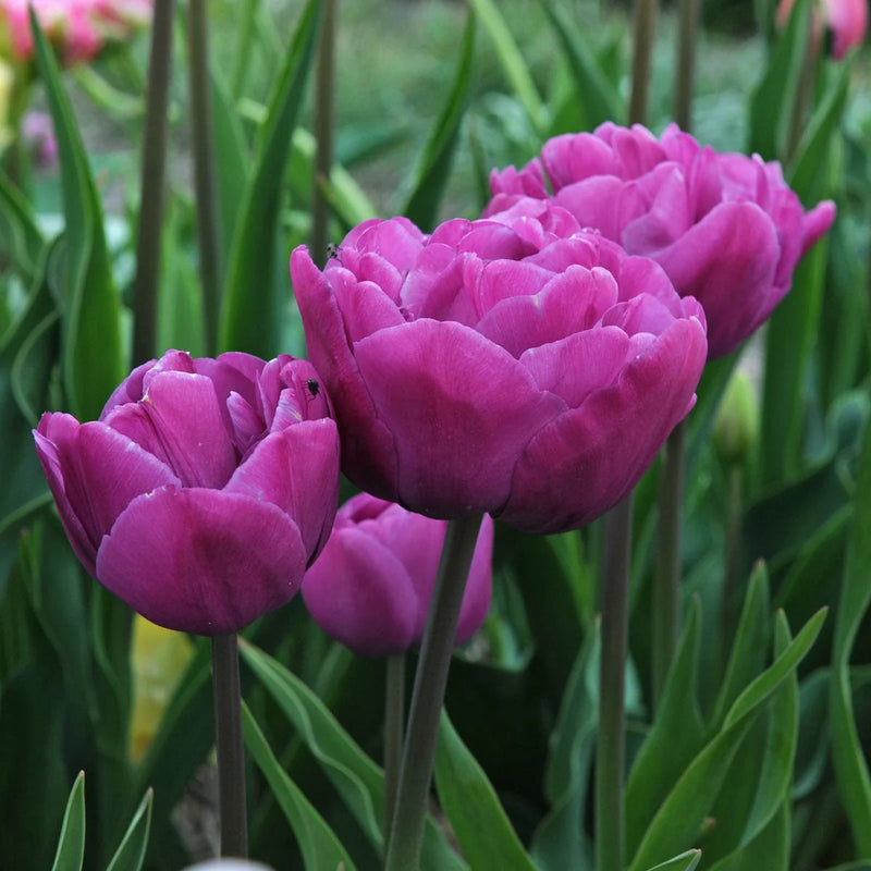 Tulip Double 'Backpacker'