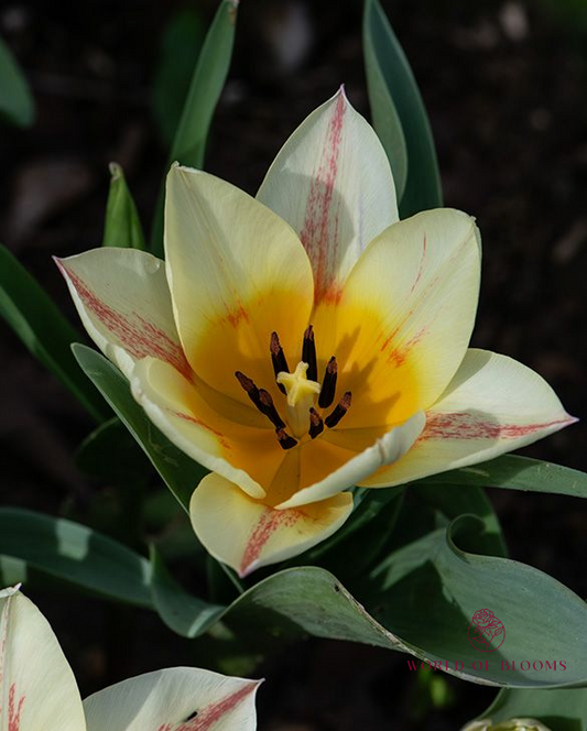 Tulip Greigii 'Quebec'
