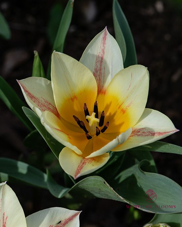Tulip Greigii 'Quebec'