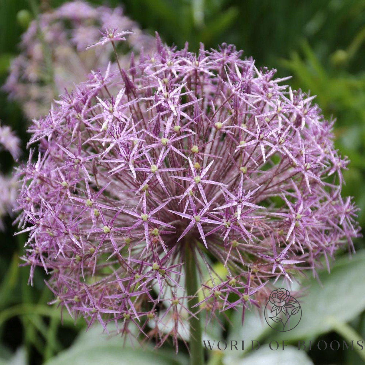 Giant 'Christophii (Star of Persia)' Allium