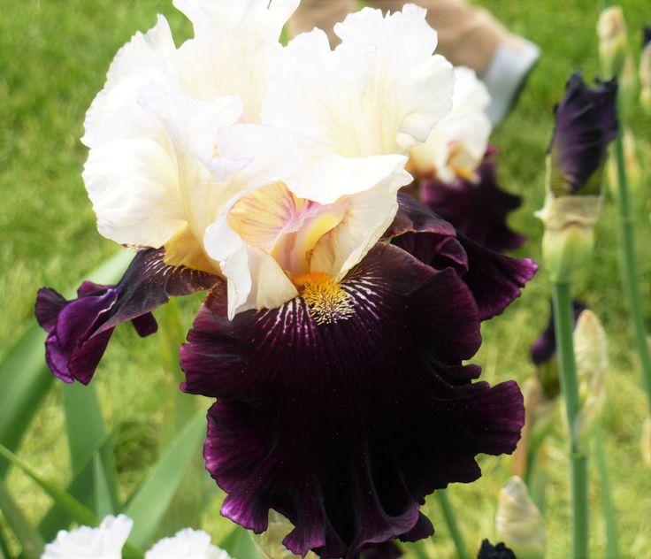 Bearded Iris ‘Twist of Sheree’