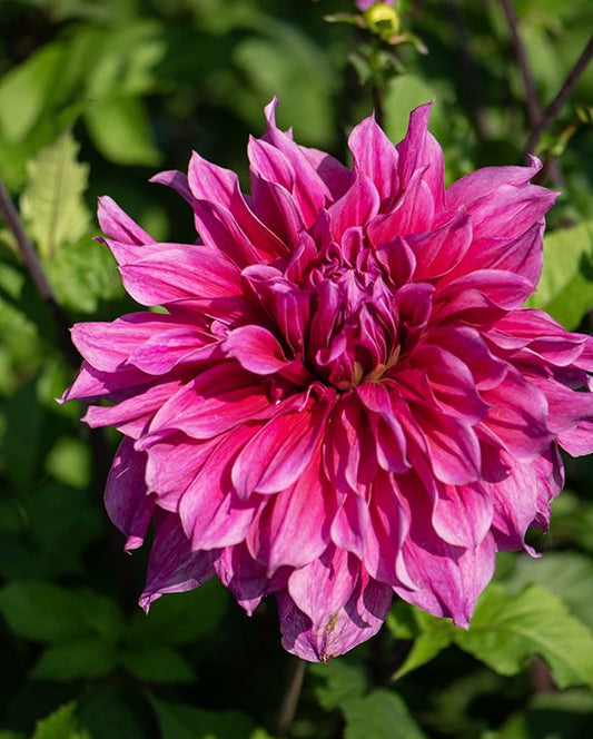 Dahlia Dinnerplate 'Emory Paul'