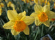 Daffodil 'Fortune'