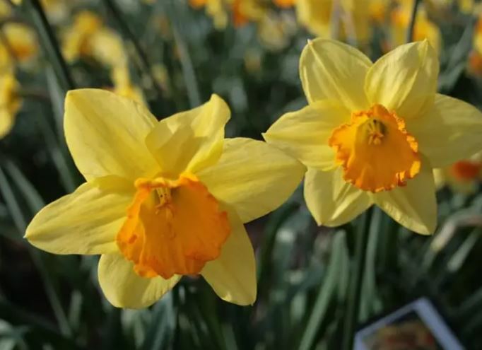 Daffodil 'Fortune'