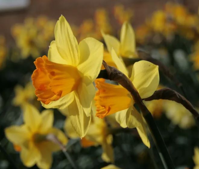 Daffodil 'Fortune'