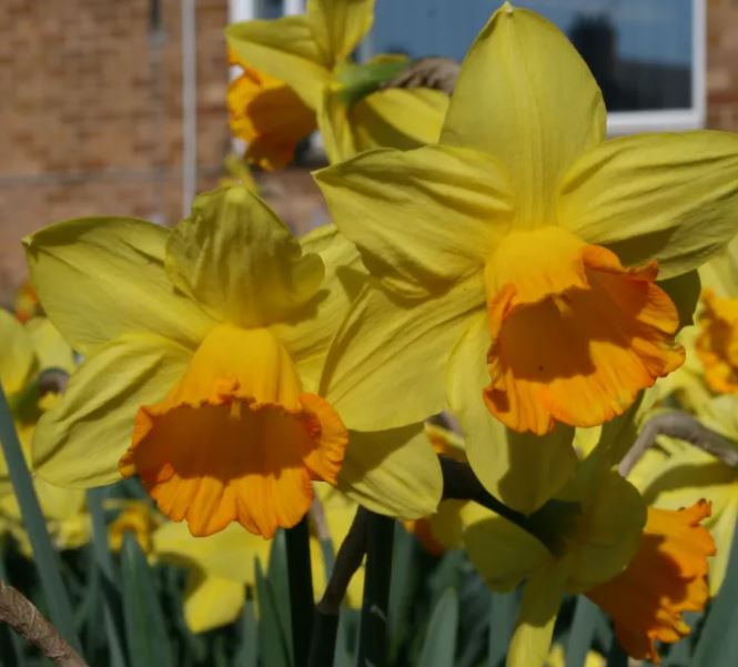 Daffodil 'Fortune'