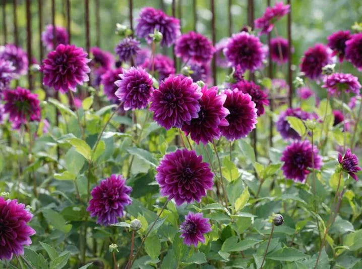 Dahlia 'Thomas Edison'