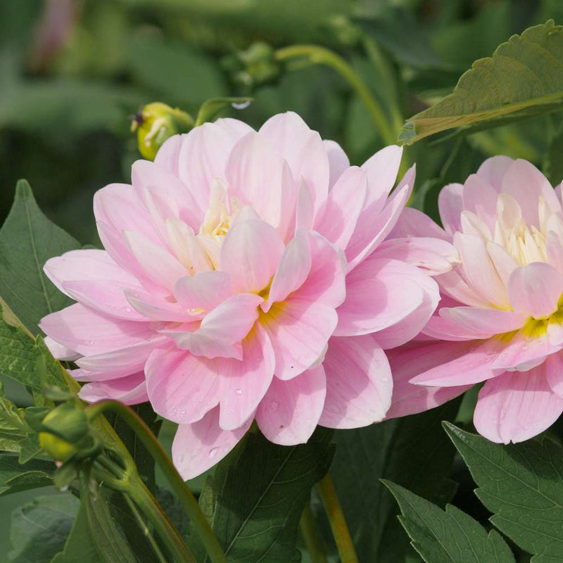 Dahlia Brackenridge Ballerina