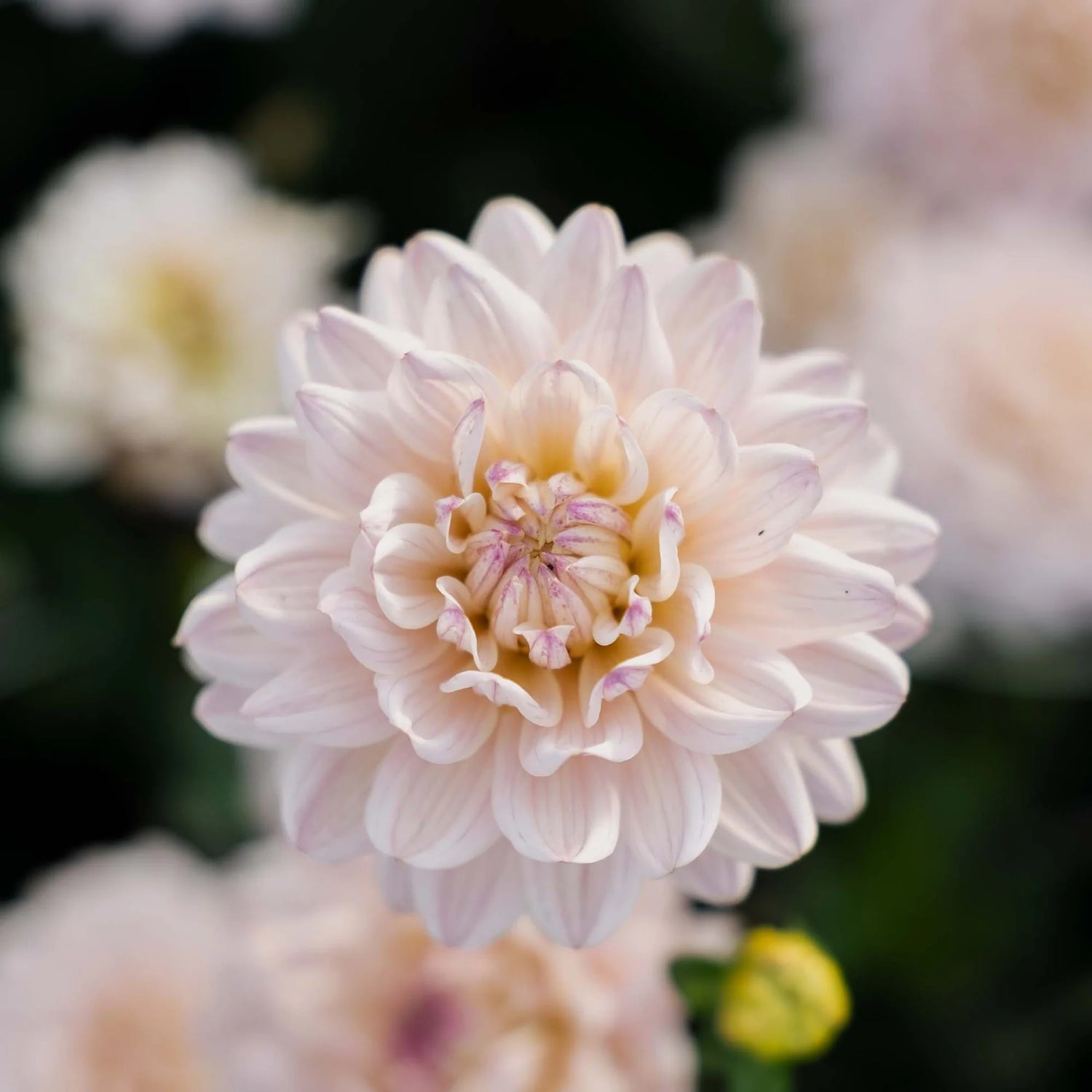 Dahlia Dinnerplate 'Diana's Memory'
