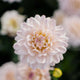 Dahlia Dinnerplate 'Diana's Memory'
