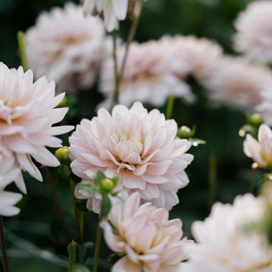 Dahlia Dinnerplate 'Diana's Memory'