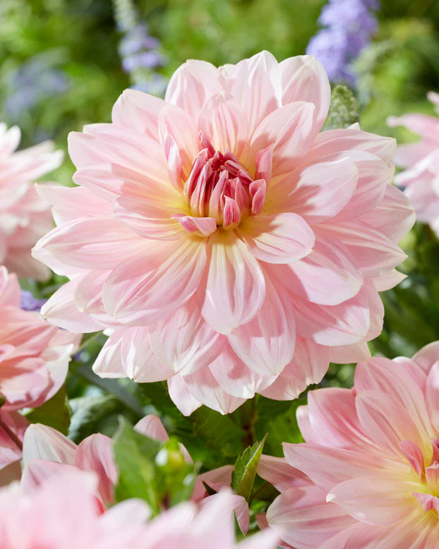 Dahlia Dinnerplate 'Fairway Pilot'