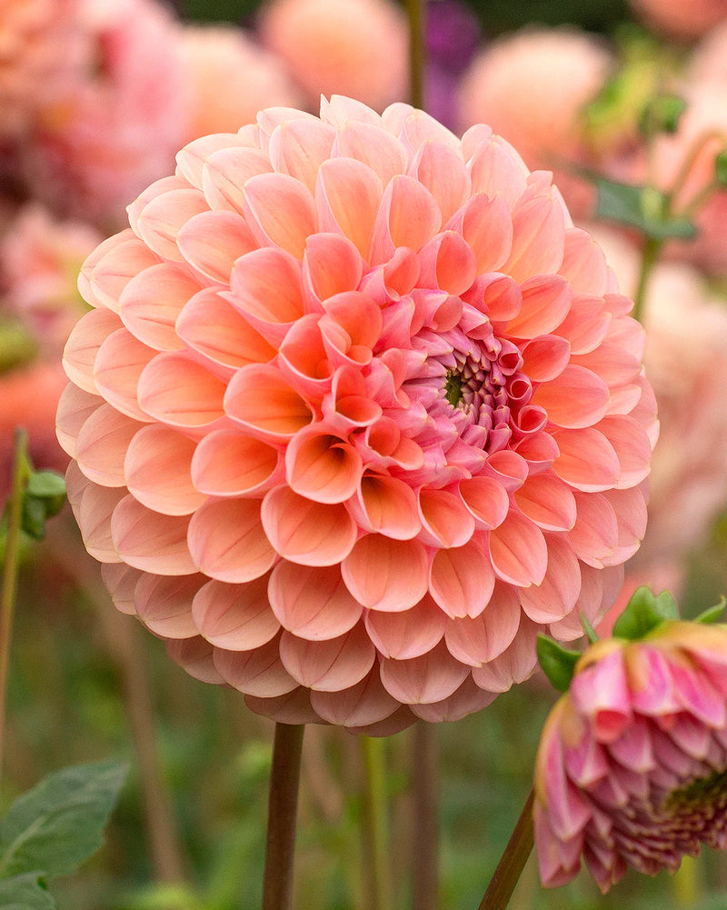 Dahlia Ball ‘Linda’s Baby’