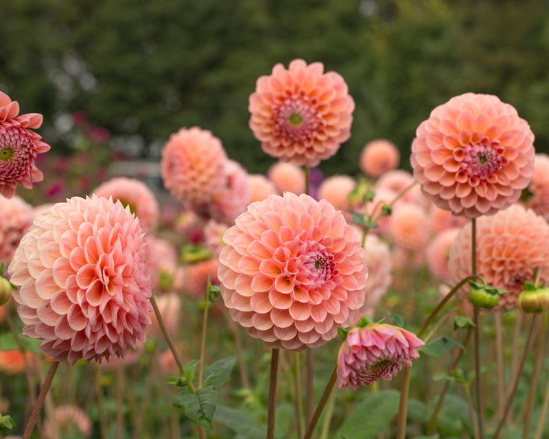 Dahlia Ball ‘Linda’s Baby’