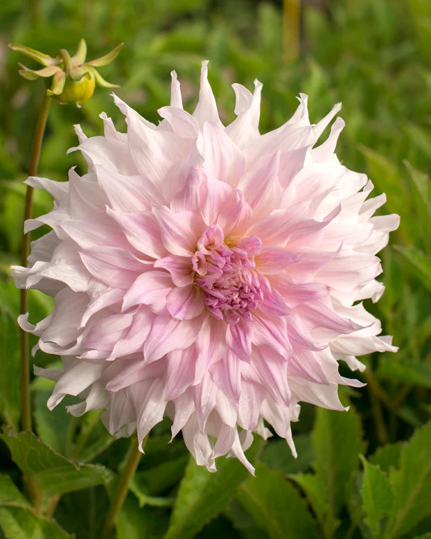 Dahlia Dinnerplate 'Shiloh Noelle'