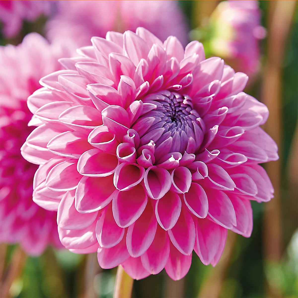 Dahlia Ball 'Sandra'