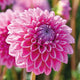 Dahlia Ball 'Sandra'
