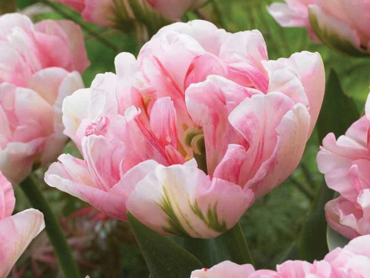 Tulip Double Late 'Finola'