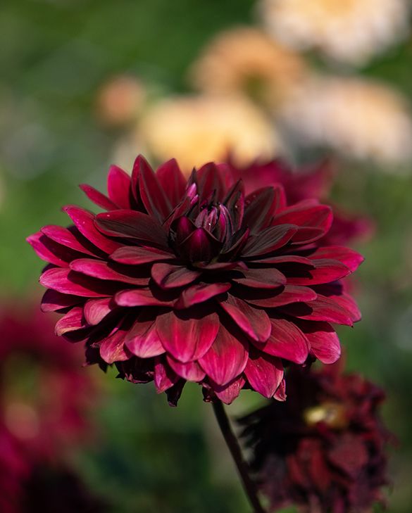 Dahlia Decorative 'Sam Hopkins'