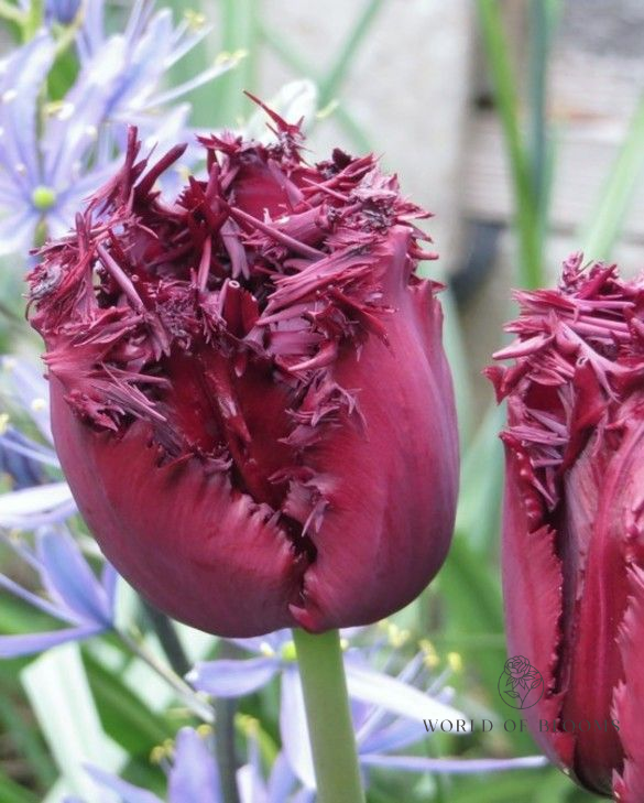 Tulip Fringed 'Labrador'