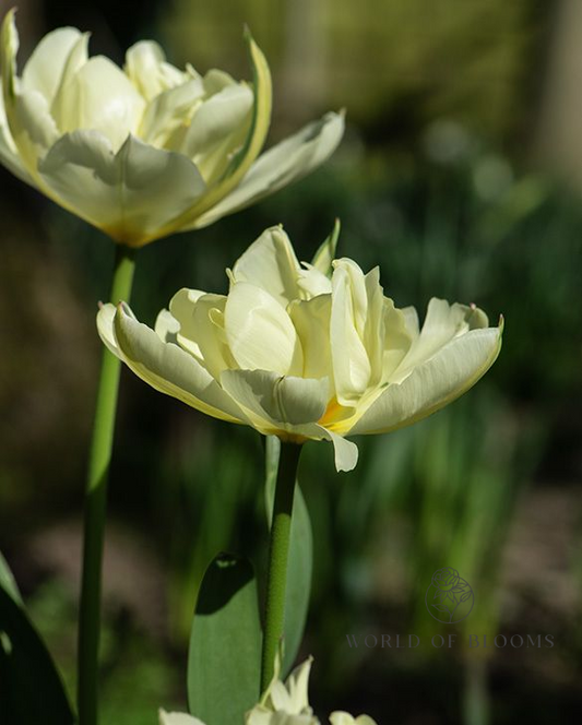 Tulip 'Exotic Emperor'