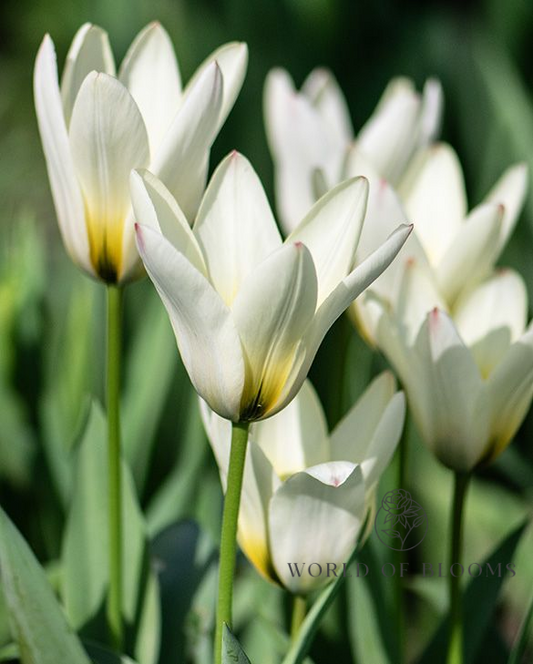 Tulip Greigii 'Concerto'